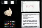 Foto (Objekt + Etikett) von Goniodromites sp.  (NHMW-GEO-2014-0194-0259)